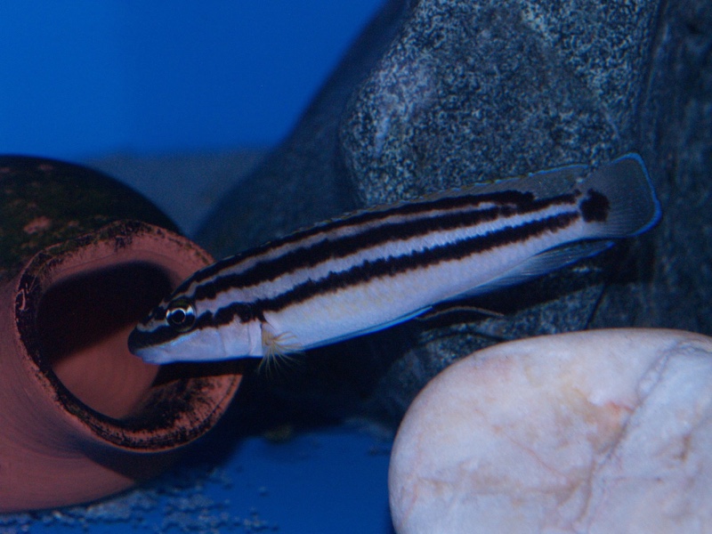 Julidochromis ornatus 'Mbita Island'